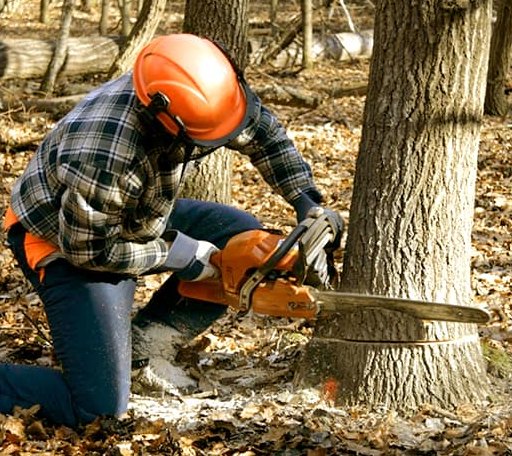 Tree Removal in Bingham, ME